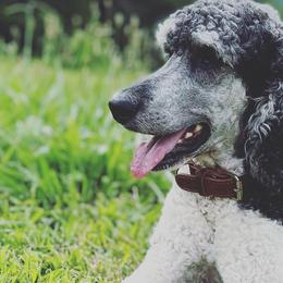 Bernedoodles, Goldendoodles, and Poodles from Elevated Standards NC