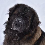 Leonbergers from Dunderave Kennel