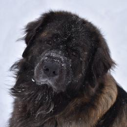 Leonbergers from Dunderave Kennel
