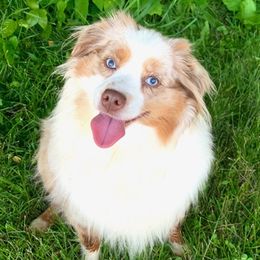 Toy Australian Shepherds from Truemper's Toy Aussies