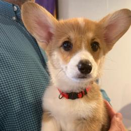 Dino (Red Collar) - Red male Pembroke Welsh Corgi puppy in North Charleston, South Carolina from Corgivilla