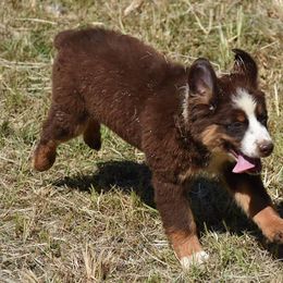 Australian Shepherds from CR Aussies