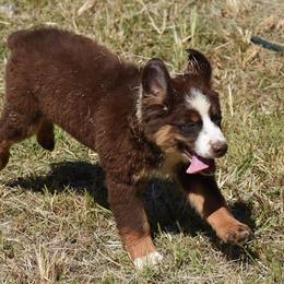 Australian Shepherds from CR Aussies