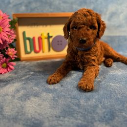 Little Boy Blue - Red  male Poodle puppy in Evergreen Park, Indiana from Stonewick Poodles