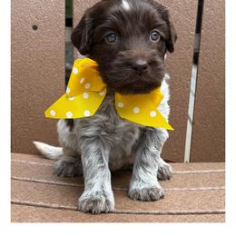 Miss Yellow - Chocolate female Australian Labradoodle puppy in Wake Forest, North Carolina from Lucky Country Labradoodles