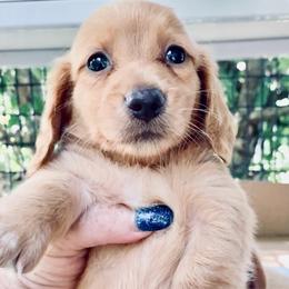 Dachshund Puppies from Meldox