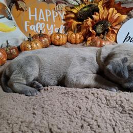 Atlas - Fawn male Great Dane puppy in Seville, Florida from Caddylicious Great Danes