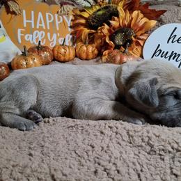 Atlas - Fawn male Great Dane puppy in Seville, Florida from Caddylicious Great Danes
