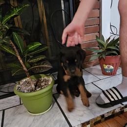 Rottweiler Puppies from Karol pragacz