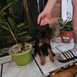 Rottweiler Puppies from Karol pragacz