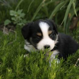 Chloe - Black tri female Miniature Australian Shepherd puppy in Fairview, South Dakota from Dakota Toy Aussies