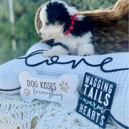 Miniature Australian Shepherd Puppies from DLT MiniAussie
