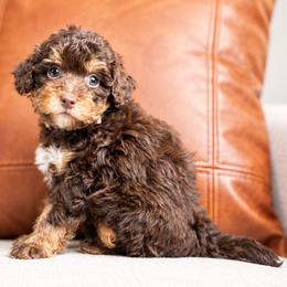 Ash - Brown and white male Bernedoodle puppy in Salt Lake City, Utah from Country Lane Doodles