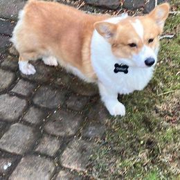 American Corgi and Pembroke Welsh Corgi All Grown Up from Cascadian Space Coast Corgis LLC