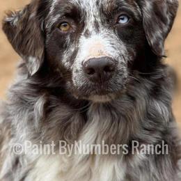 Australian Shepherd Puppies from Paint ByNumbers Ranch