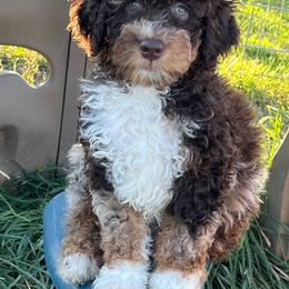 John ( Adams) - Chocolate merle male Bernedoodle puppy in Caldwell, Idaho from Treasure Valley Poodles