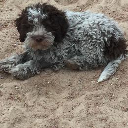 Lagotto Romagnolo Puppies from Fino Lagotto