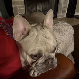 Boy 1 - Fawn male French Bulldog puppy in Murphy, Texas from Mathew Household Frenchies