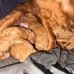Cranberry - Red female Assorted Doodle Crosses puppy in Hollywood, Florida from Little Red Doodle Co.