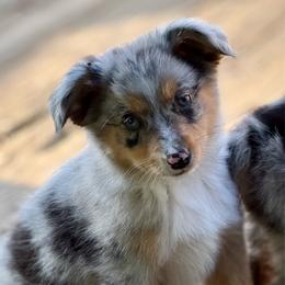 Aurora - Blue merle female Miniature Australian Shepherd puppy in Patterson, North Carolina from DreamLine Aussies