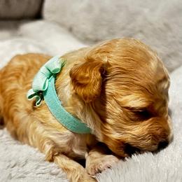 Poodle and Shih Tzu Puppies from Amarilys ShihTzus & Poodles