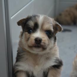 Pomsky Puppies from Pomskies of Vermont