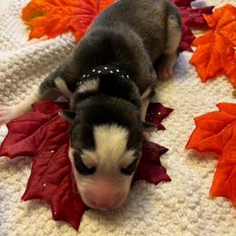 Siberian Husky Puppies from Hito's Huskies