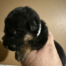 Dr Dillamond - Black and red male German Shepherd puppy in Lakeland, Florida from Fur Love And Puppies
