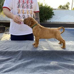 Dogue de Bordeaux Puppies from Toni  Young
