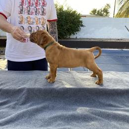 Dogue de Bordeaux Puppies from Toni  Young
