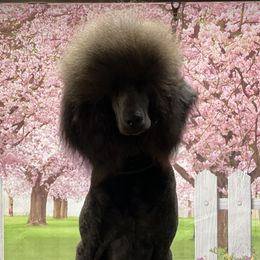 Poodles from Pooh’s Pampered Pups