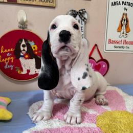 Pip - Black brown and white female Basset Hound puppy in Pilot Mtn, North Carolina from Lowdown Love Basset Hounds