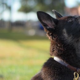 German Shepherds from Sharock Shepherds