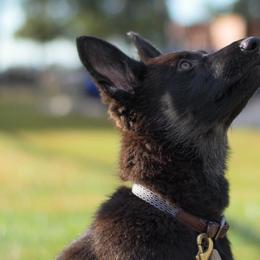 German Shepherds from Sharock Shepherds