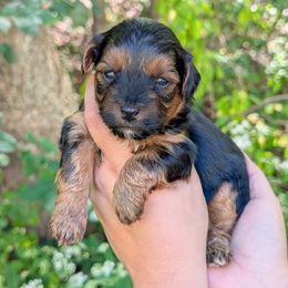 Mocha - Black and tan female Yorkipoo puppy in Coshocton, Ohio from Forever Family Puppies
