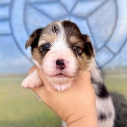 Sterling - Blue merle and white male American Corgi puppy in Whitney, Texas from 5H Corgis