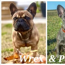 French Bulldog puppies from Mecham Family kennels -MechamFrenchies