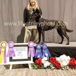 Dutch Shepherd All Grown Up from Sylviane Wildflower DSK (Dutch Shepherd Kennel)