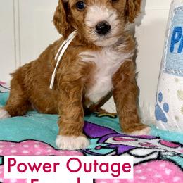 Power - Red  female Goldendoodle puppy in Beecher, Illinois from Erica’s Doodles