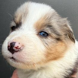 Belle Starr - Blue merle female Australian Shepherd puppy in Stanford, Kentucky from Red Feather Aussies