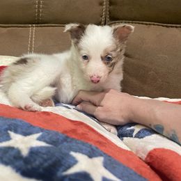 Rylan - Red merle female Border Collie puppy in Guffey, Colorado from Sunset Ridge