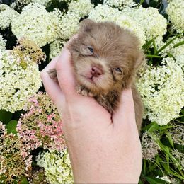 Churro - Chocolate male Pomeranian puppy in Waterloo, Indiana from Garcias Pomeranian