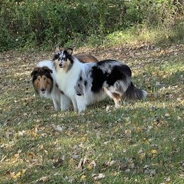 Collies from Stacey's Collies