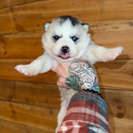 Girl 3 - Sable and white female Siberian Husky puppy in Iron River, Wisconsin from Wiemeri Siberians