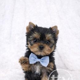 Kasey - Black and gold male Yorkshire Terrier puppy in Salem, Missouri from Tiny Tot Yorkies