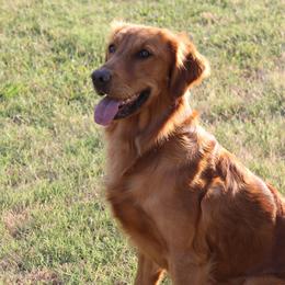 Golden Retrievers from Saint Florian's Golden Retrievers