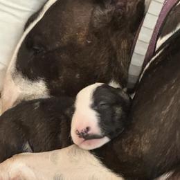 Bull Terrier puppies from Action Bull Terriers