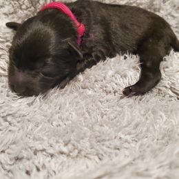 Girl 2 - Black Schnoodle puppy in Leitchfield, Kentucky from Eveleigh Acres Puppies