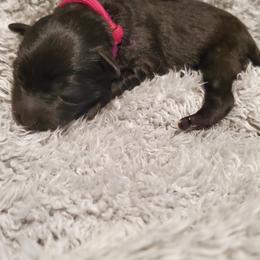 Girl 2 - Black Schnoodle puppy in Leitchfield, Kentucky from Eveleigh Acres Puppies