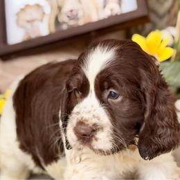 Yellow girl - White and liver female English Springer Spaniel puppy in Cleburne, Texas from Powers English Springer Spaniels